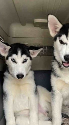 Two black and white Husky puppies arriving safely in a transport crate at Husky Halfway House