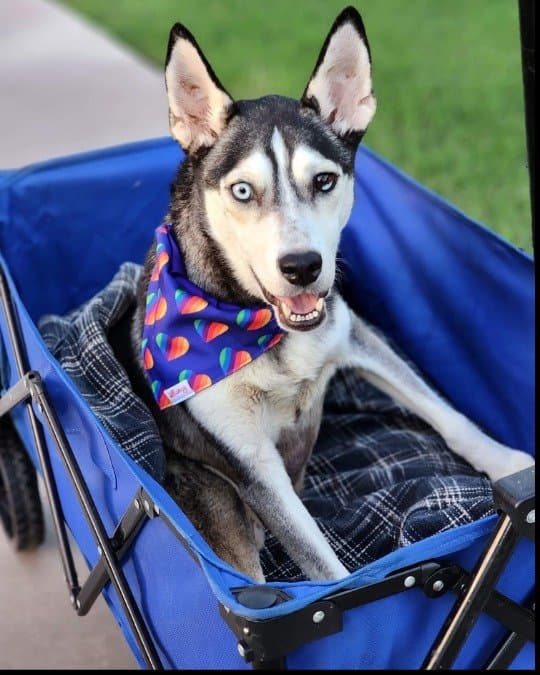 Husky dog wearing a colorful rainbow bandana, riding in a blue wagon — pampered and loved at Husky Halfway House