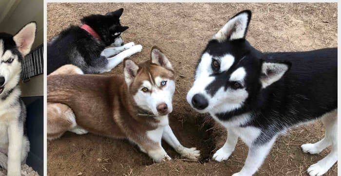 Three Huskies playing together in the outdoor yard at Husky Halfway House