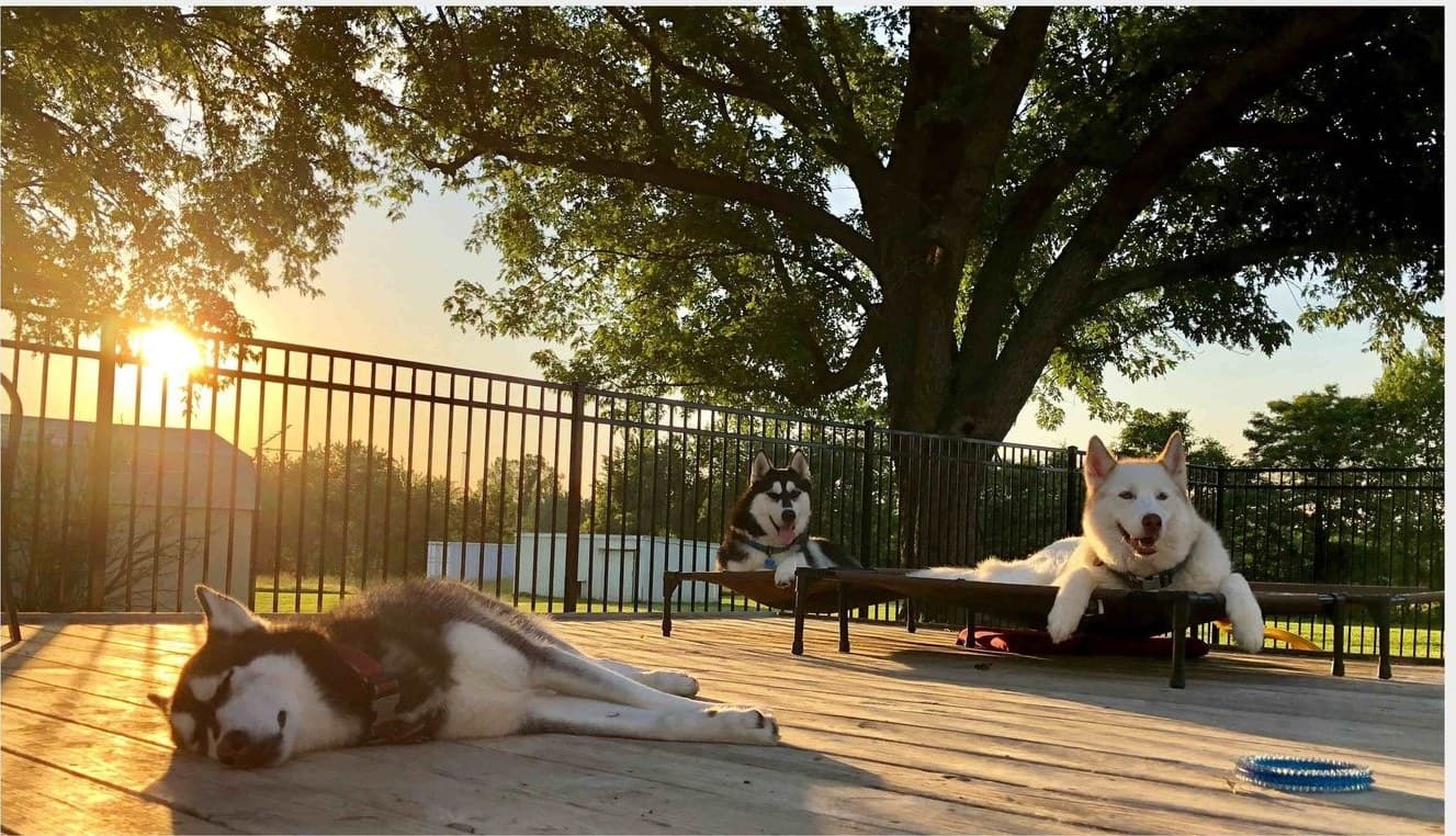 Two Husky Halfway House dogs relaxing on raised cots at golden hour sunset under a large oak tree