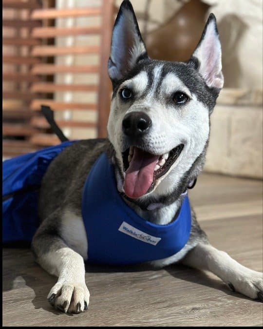 Happy Husky smiling at Husky Halfway House