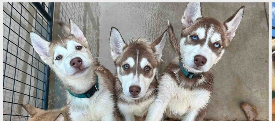 Three red and white Husky puppies with blue eyes at Husky Halfway House rescue facility