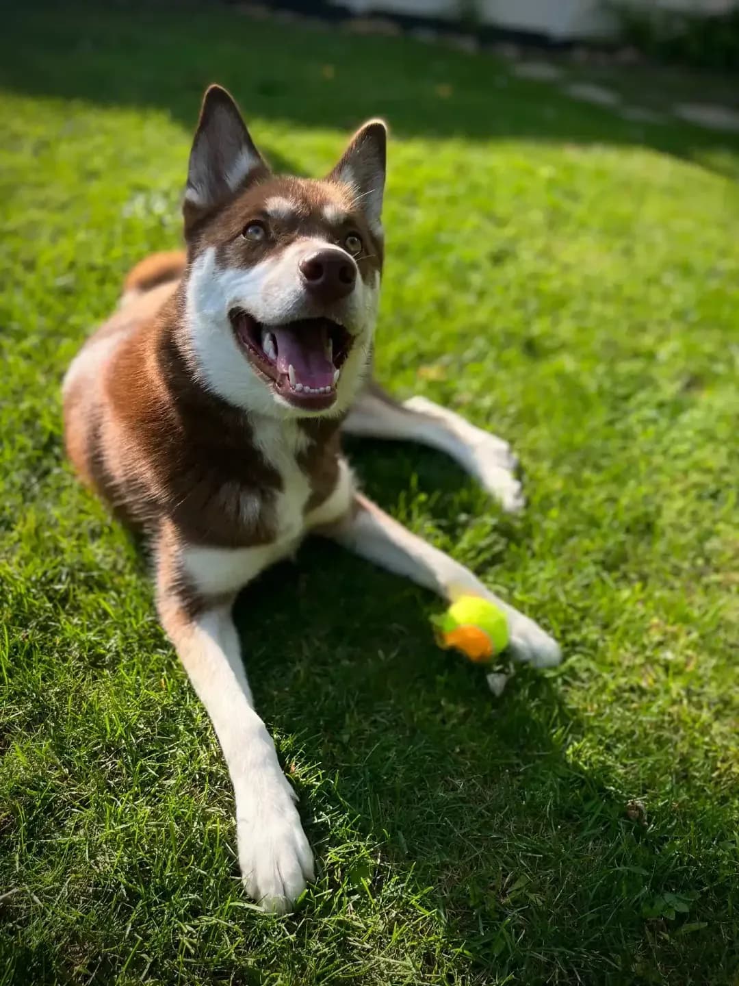 Everest the Husky happy on the grass with a tennis ball — HuskyTail Digital Marketing mascot
