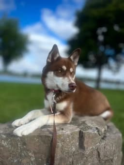 HuskyTail Digital Marketing