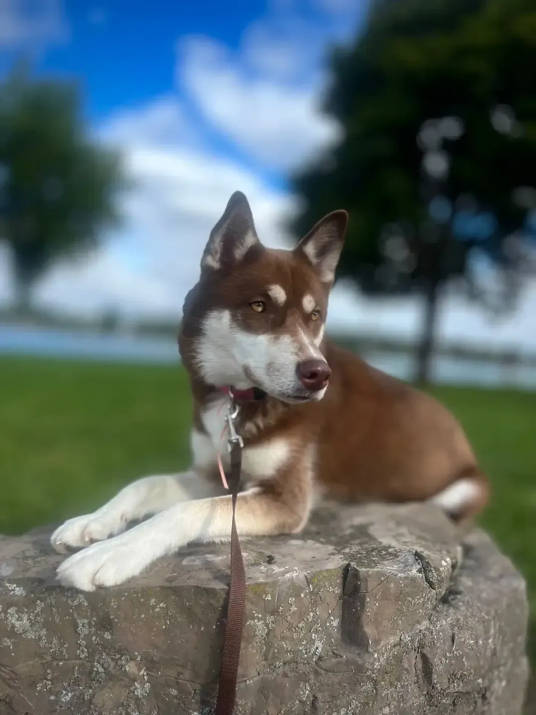Everest the Husky β HuskyTail Digital Marketing, Senior Care SEO in Pahrump, NV