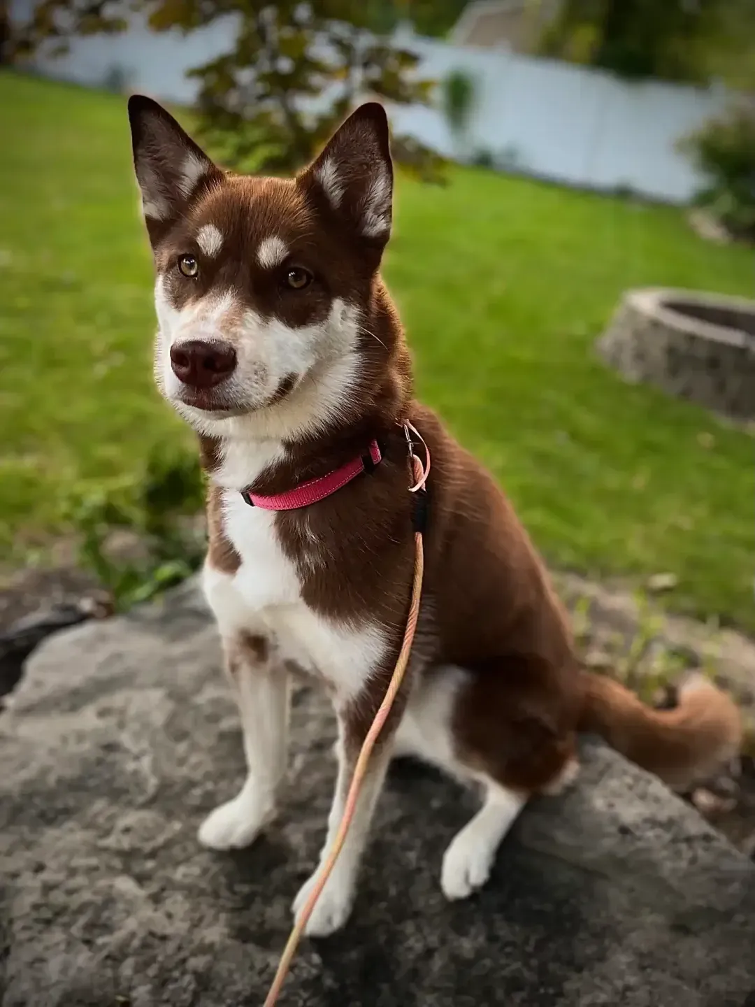 Everest the Husky — HuskyTail Digital Marketing mascot, Las Vegas SEO agency